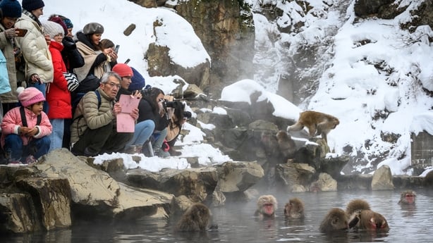 This photo taken on February 7, 2025 shows tourists making photographs of Japanese macaques