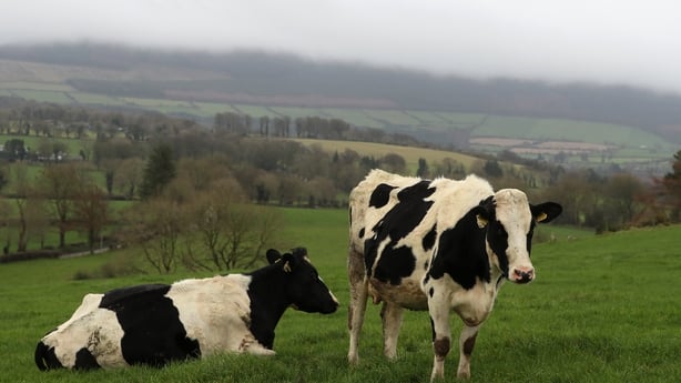 Cows on a farm in Wicklow 
