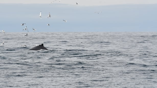 Humpback whales seen off the Irish coast