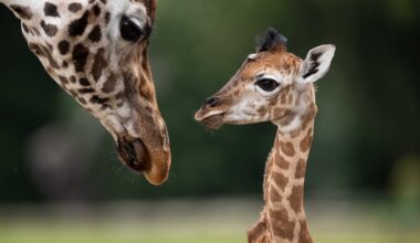 Fota asks public to help name new endangered giraffe calf