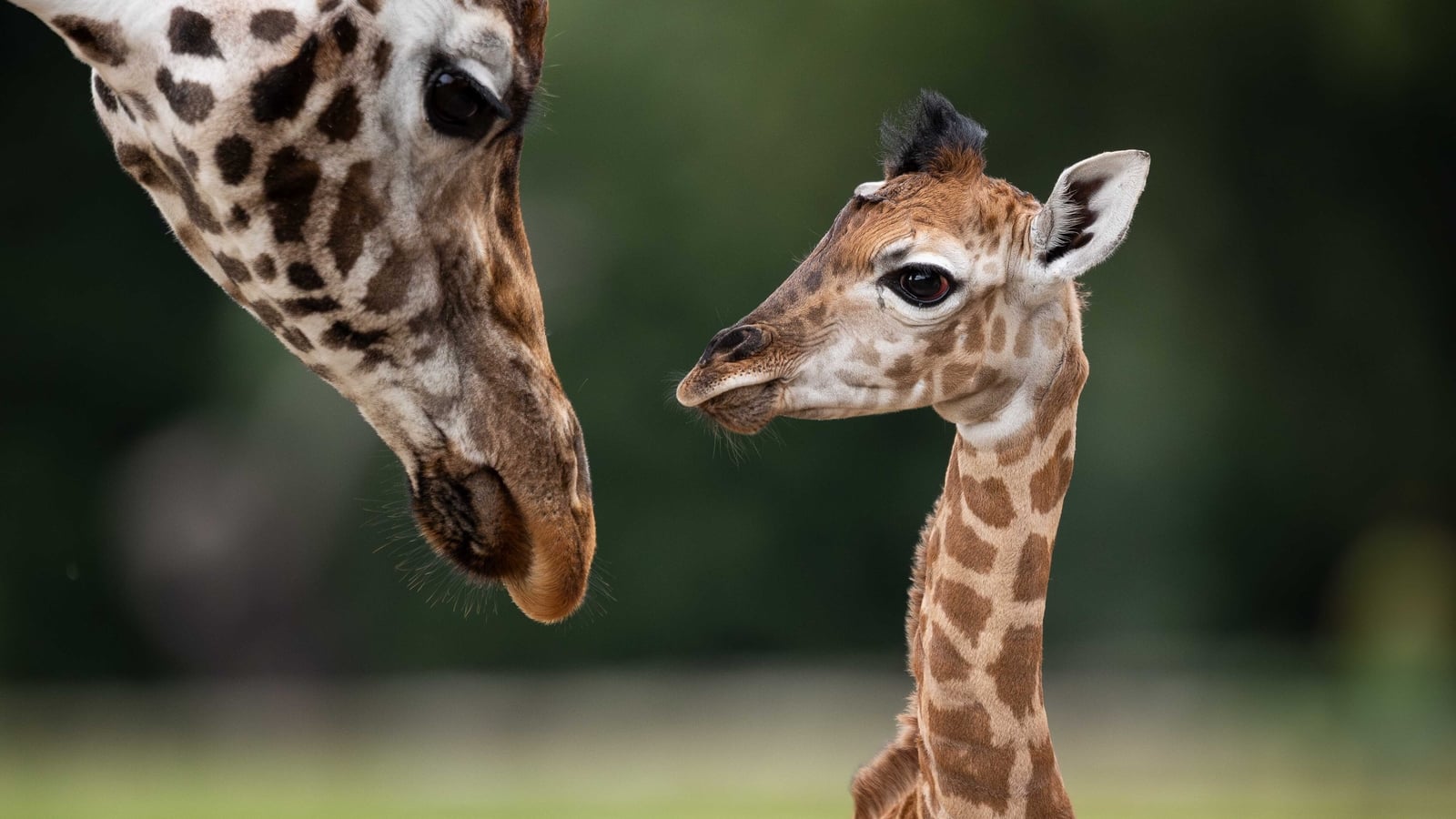 Fota asks public to help name new endangered giraffe calf