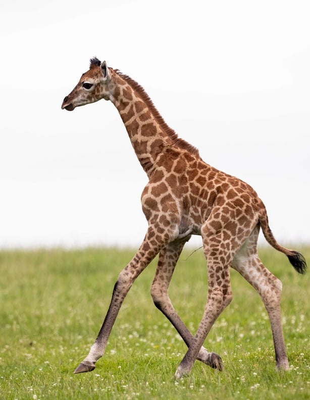 The arrival of the critically endangered giraffe has been hailed as a landmark moment