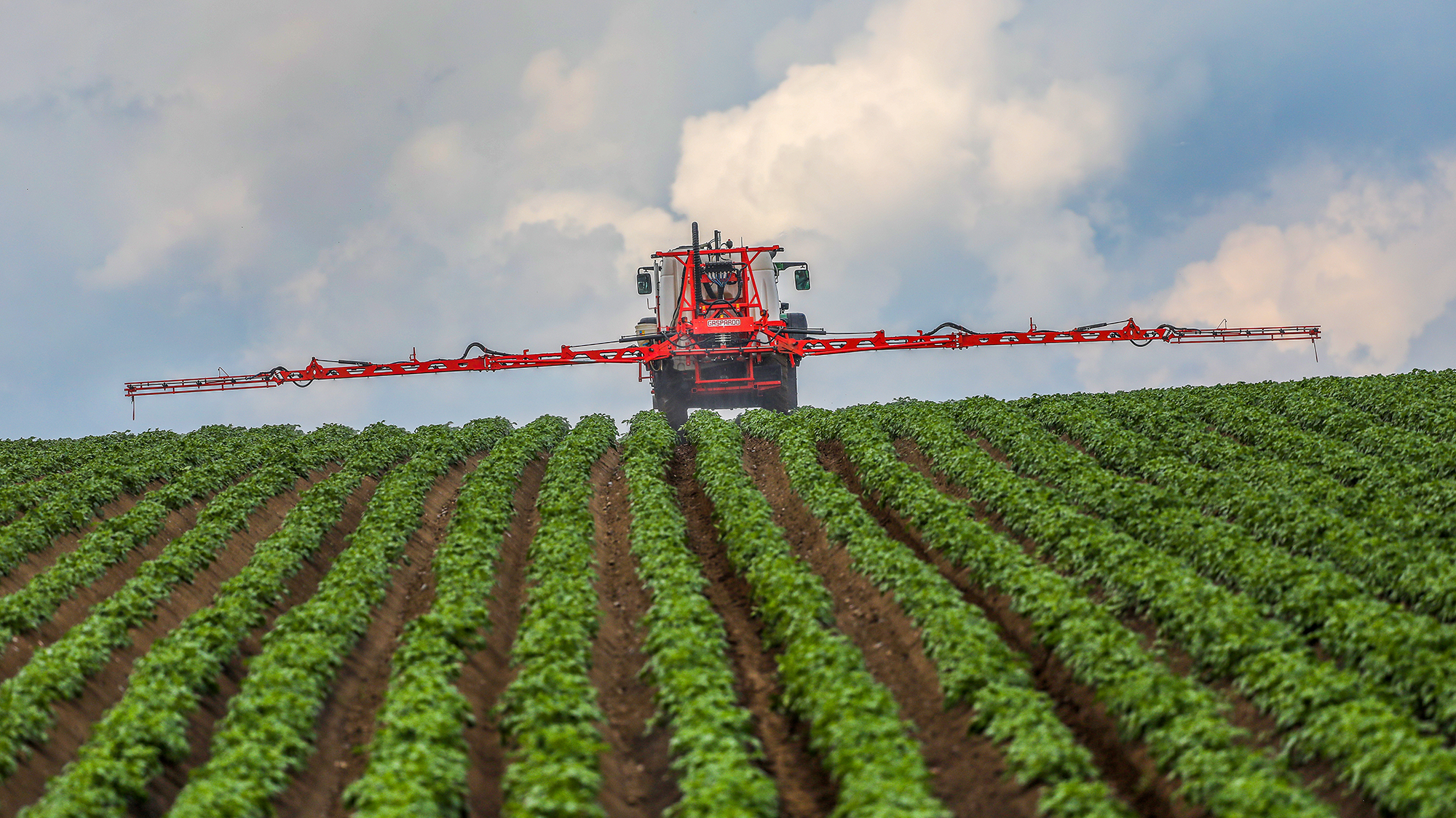 Machine spraying fungicide on potato field.
