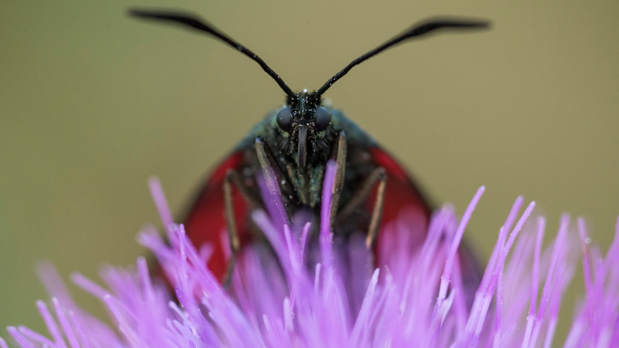 A moth pollinates a thistle.