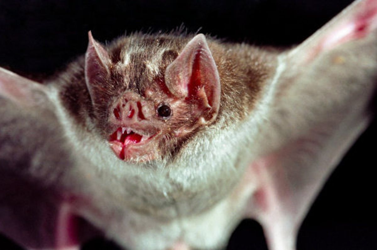 bat