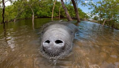 Amazon oil drilling plan excludes unique hybrid manatees too big for rescue