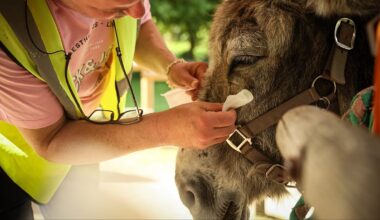 A French hospital enlists donkeys in mental health care — and patients approve