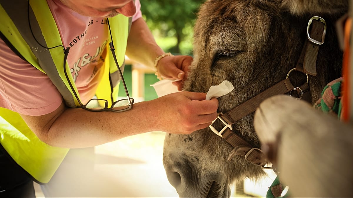 A French hospital enlists donkeys in mental health care — and patients approve