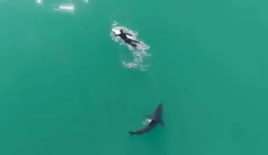 Surfer Details Viral Shark Encounter in Northern California