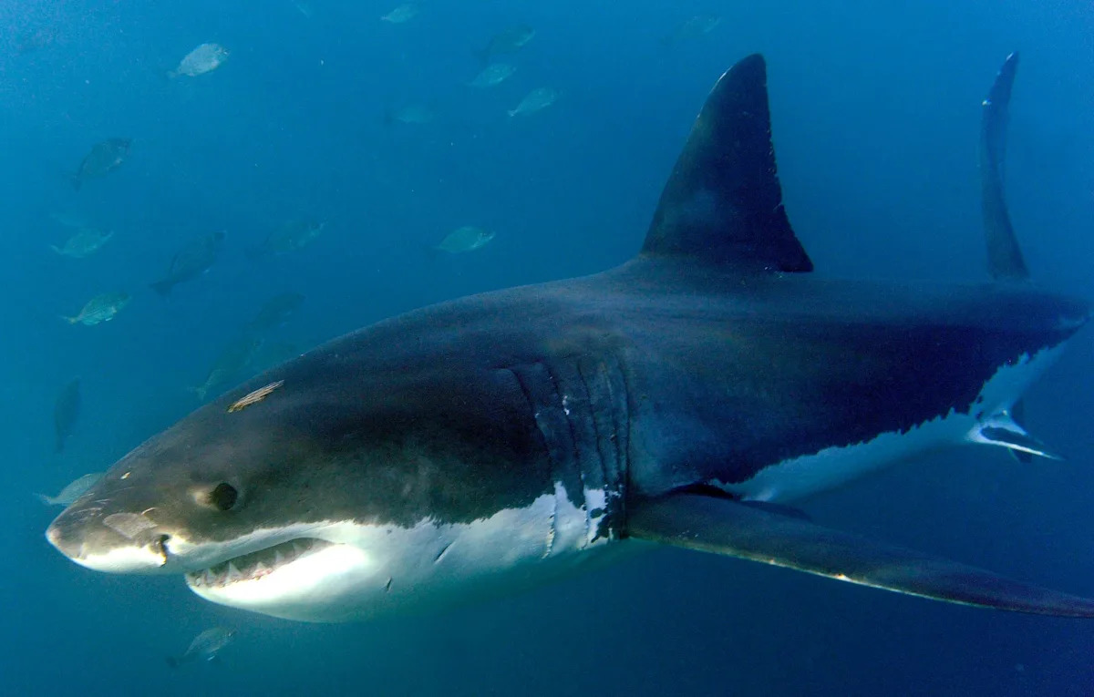 Do you know these five ways to reduce the risk of a shark attack?