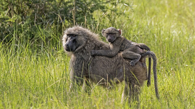 Female baboons that stay close to mothers, daughters and sisters tend to live longer, and decades of studies in Kenya, Tanzania, and Botswana suggest family bonds can shape survival in surprising ways