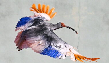 Eight crested ibises released in Japan decades after extinction