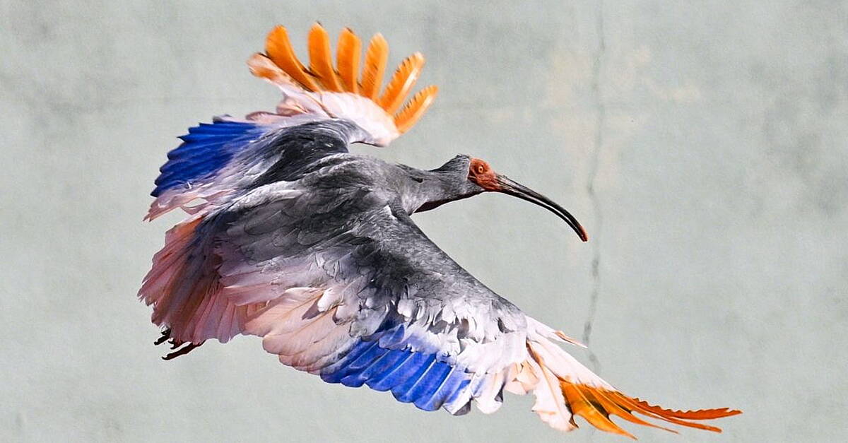 Eight crested ibises released in Japan decades after extinction