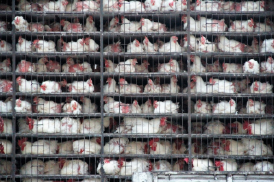 Battery chickens - Photo by mahmut  on Unsplash
