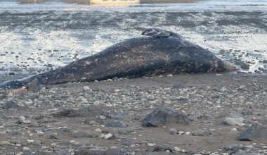 Emaciated grey whales washing up on B.C. beaches 'canary in coal mine,' researcher warns