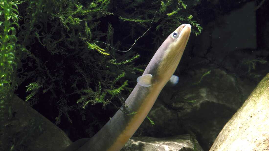 A long, slim eel with a light yellow belly and gray back in an aquarium swims upward toward light, which illuminates it's face. There are green plants in the background and large gray rocks at the bottom of the aquarium/frame.