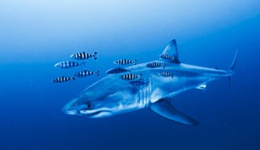 Great White shark filmed in the Mediterranean for the first time by stunned divers