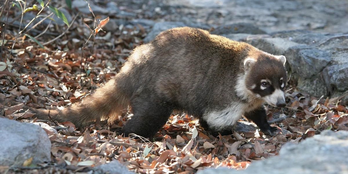 Coati tests positive for rabies at Boyce Thompson Arboretum in Superior