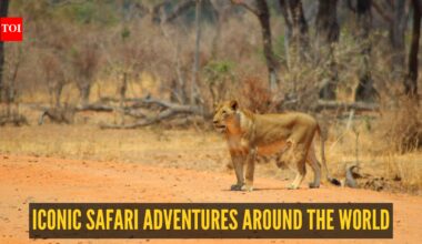 From Tigers to Jaguars: 10 iconic safari adventures around the world
