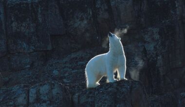 Polar Bears Hunt By Reading The Wind — A Biologist Explains How