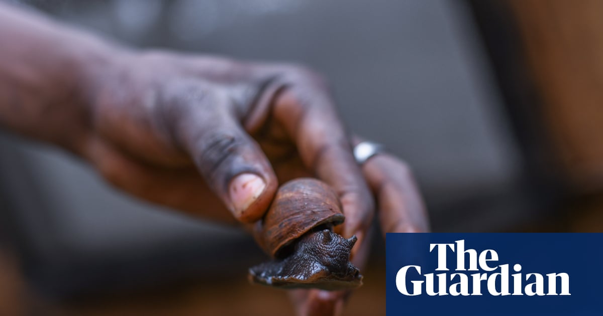 Giving guitarfish a chance: one man’s mission to persuade fishers to farm giant snails instead | Sharks