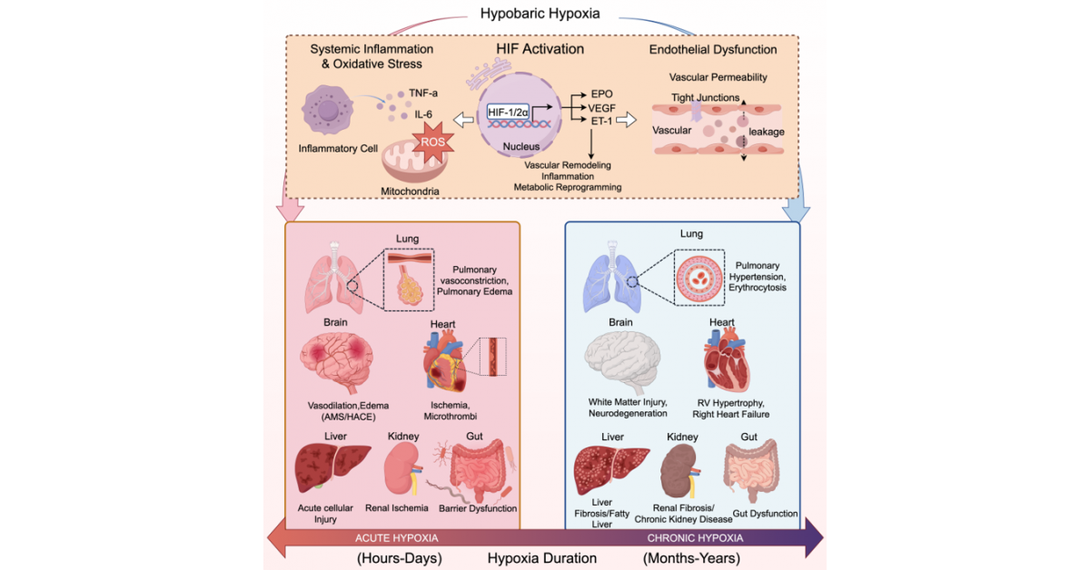New Framework Aims to Transform High-Altitude Medicine Through Whole-Body Approach to Hypoxia