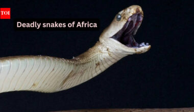 5 venomous snakes you’ll only find in Africa and where to spot them