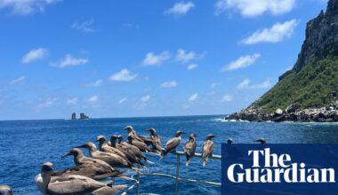 The underwater wonders I saw on my once-in-a-lifetime trip to the Galápagos | Environment