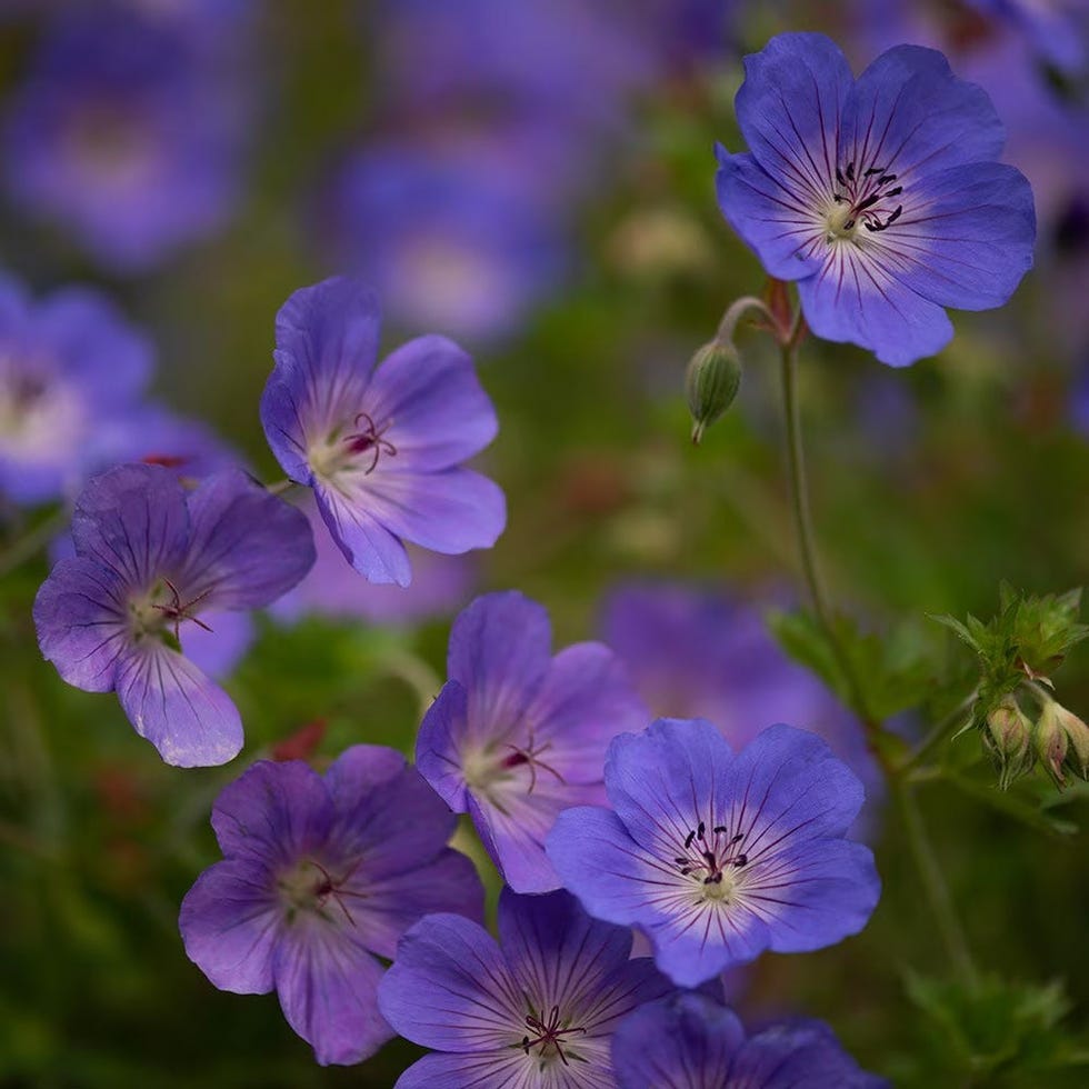 Geranium Rozanne