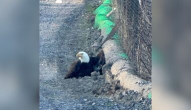 Construction Workers Spot Bald Eagle Walking Down Road — Then They Realize Why