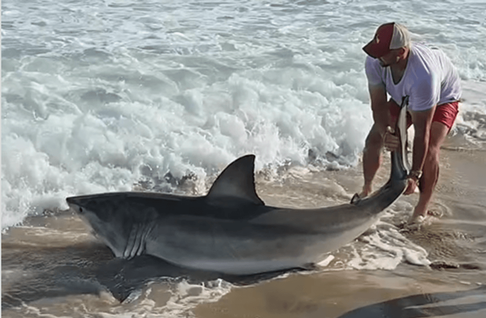 shark wrestle
