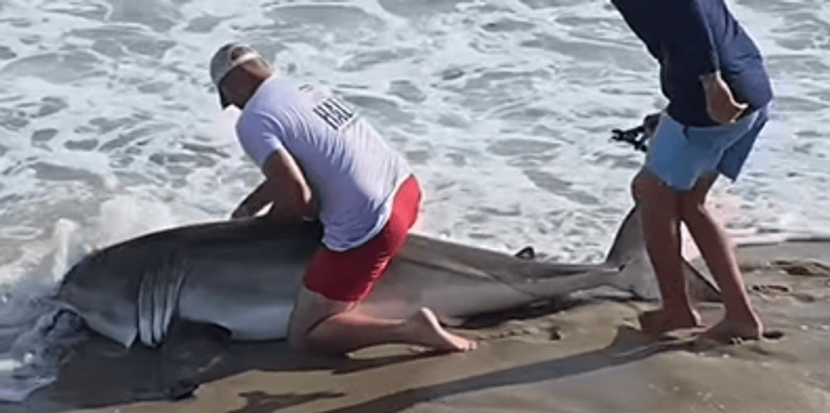 US news: Veteran fisherman wrestles great white shark on beach in shocking video