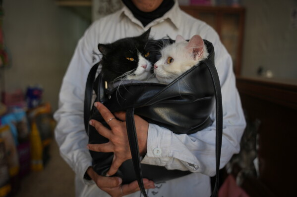 Sojoud Al-Harazeen, 19, carries her cats, Teresa, right, and Sasha, in a bag at a veterinary clinic in Gaza City, Saturday, June 6, 2026. (AP Photo/Abdel Kareem Hana)