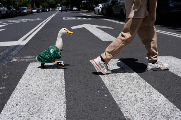 A duck named Merlin, dressed in a Mexico national soccer team jersey, follows his caretaker Christian Gomez as they cross the street in Mexico City, Monday, June 15, 2026. (AP Photo/Marco Ugarte)