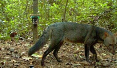 Unprecedented photos of extremely rare ‘ghost dog’ captured in Amazon rainforest