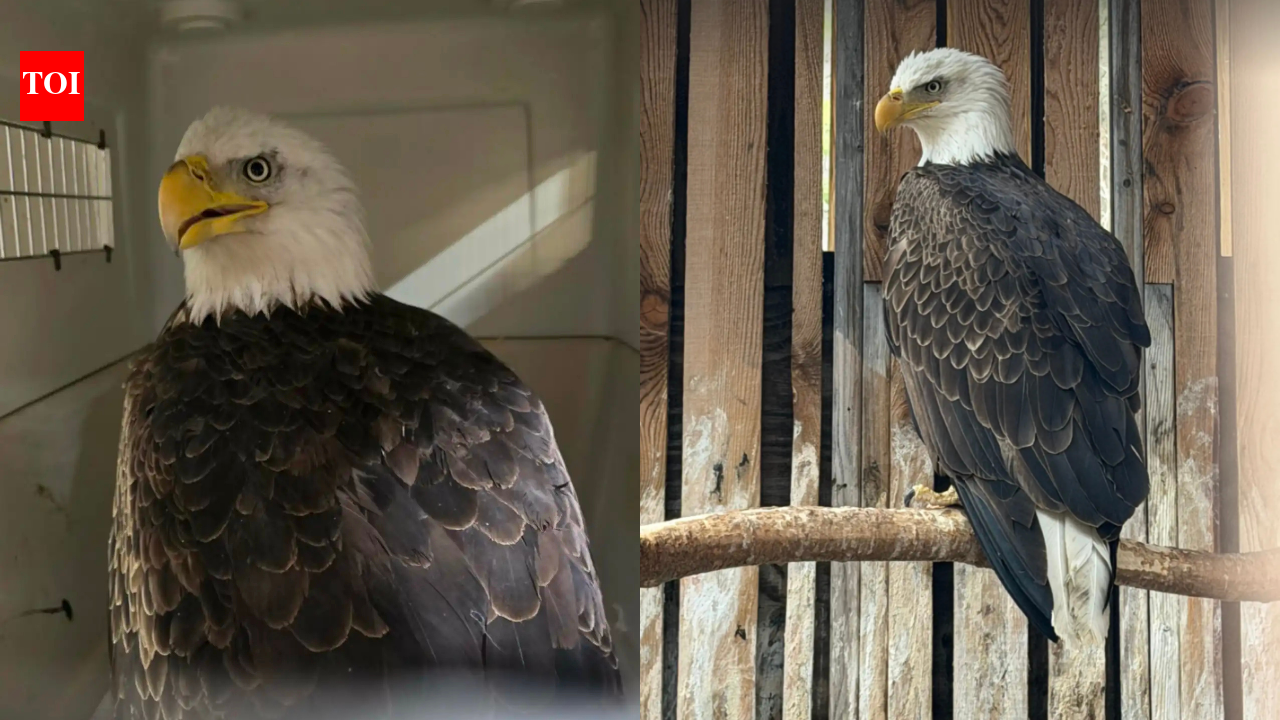 A driver thought a bald eagle was sleeping by the roadside, then he realised she was fighting for her life |