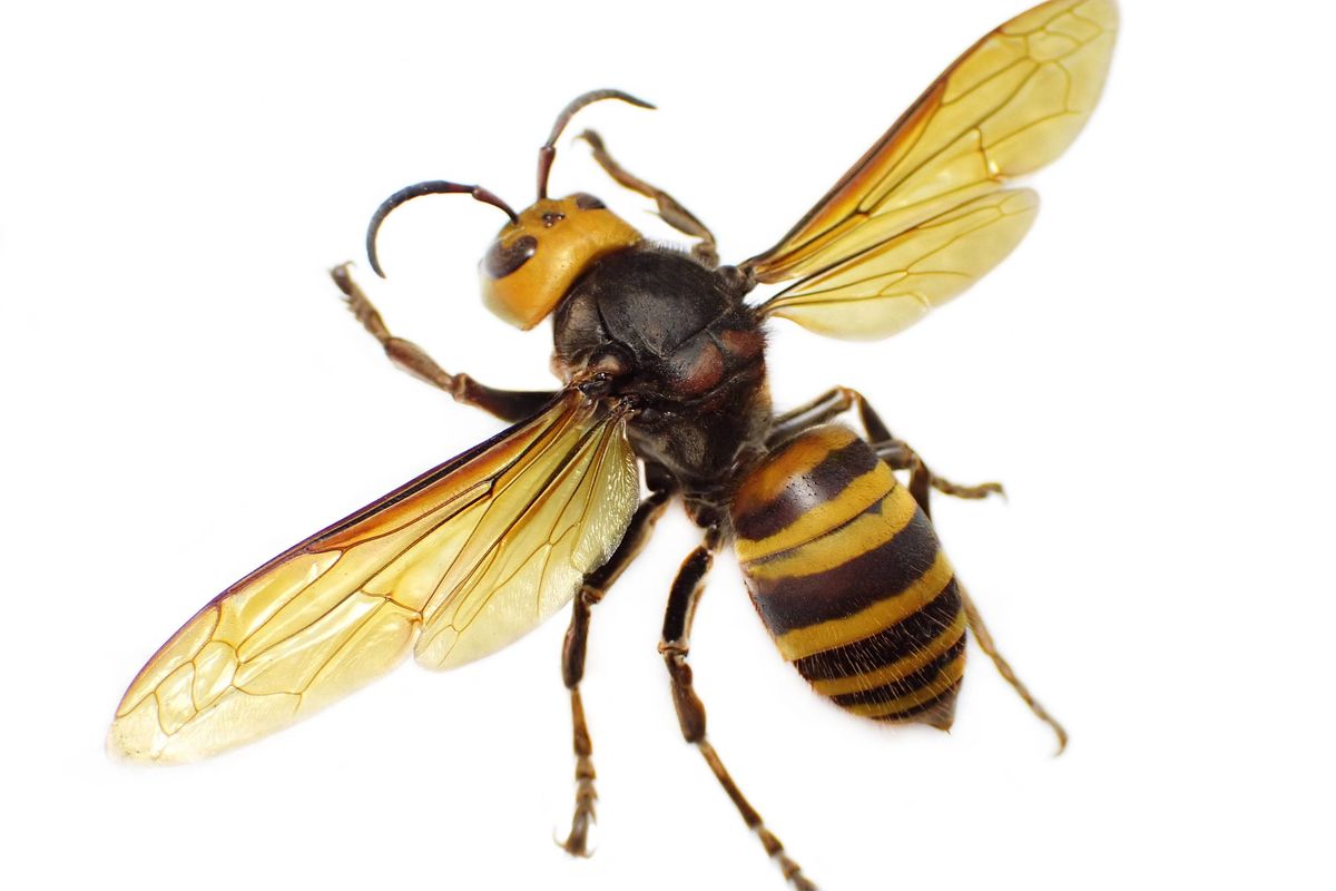 Asian hornet