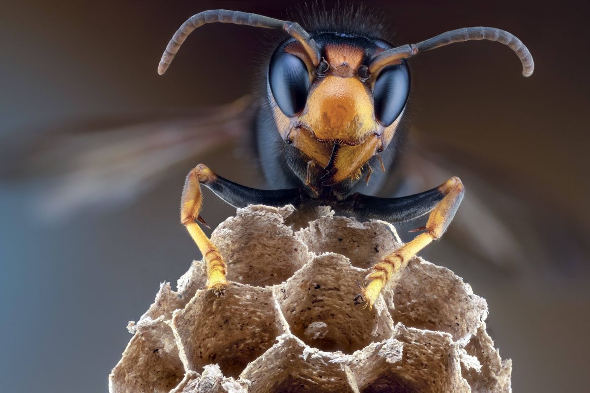 Asian hornet