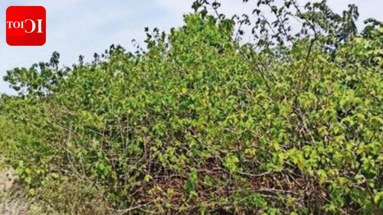 Lantana weed curbs growth of medicinal plants | Hubballi News