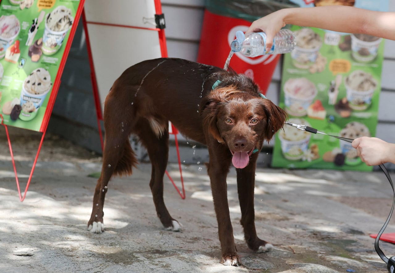 A woman pours water on her dog on a very hot day in Madrid, Spain.