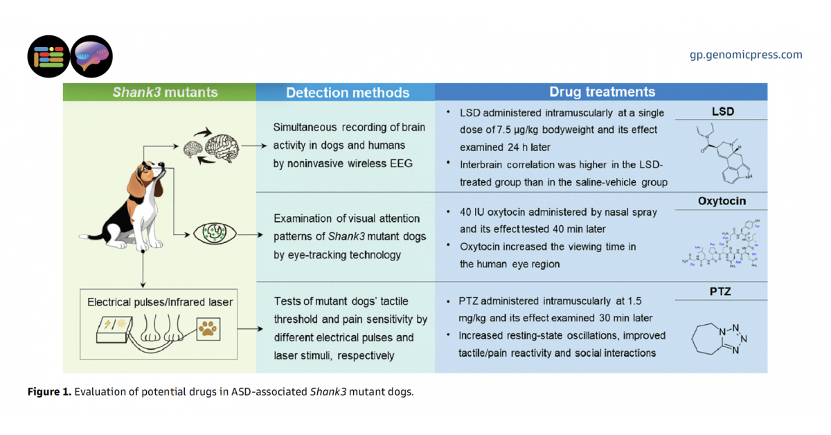 New review proposes gene-edited Beagles as a complementary model for autism research