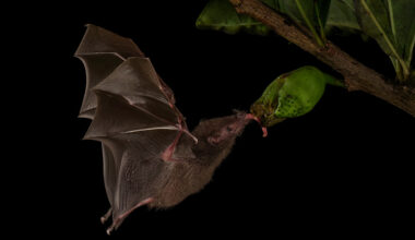 Young boy dies from rabies weeks after bat incident