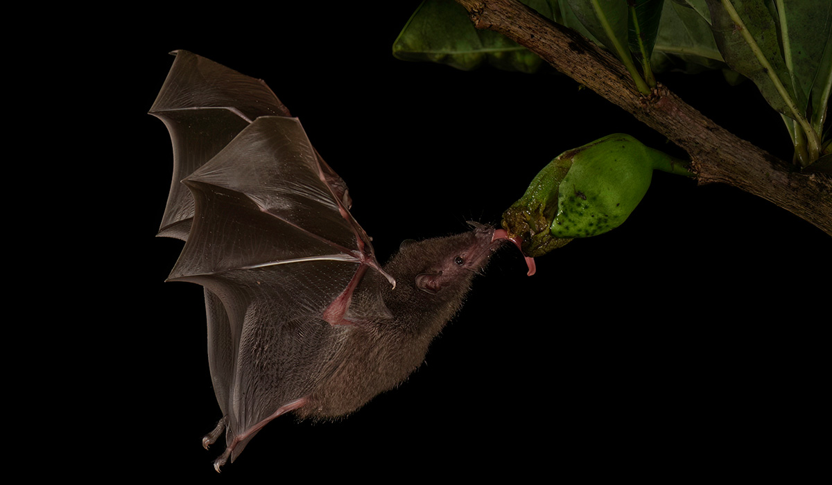 Young boy dies from rabies weeks after bat incident