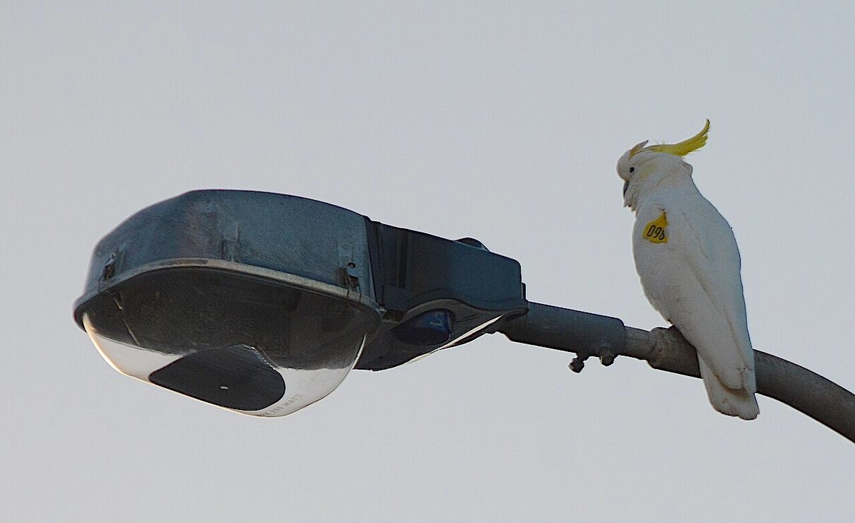 Urban wildlife is changing from the inside out (commentary)