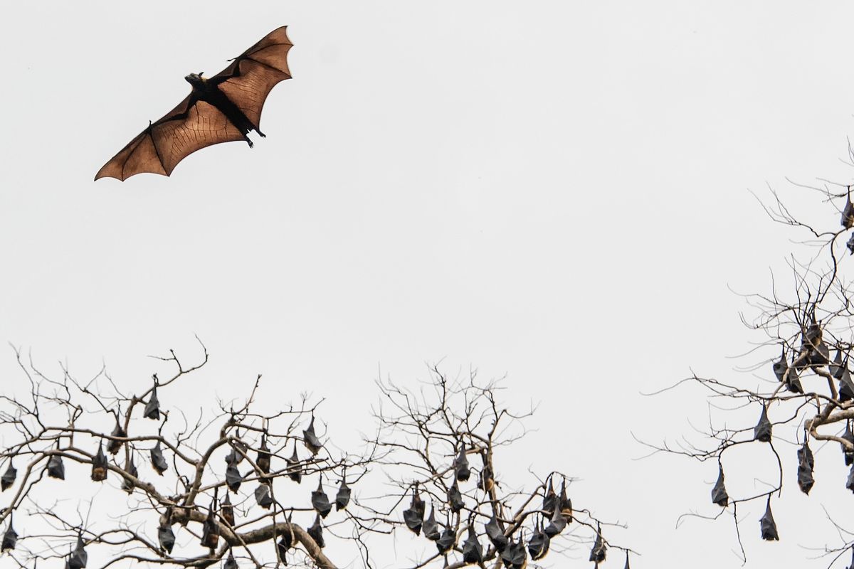 bat