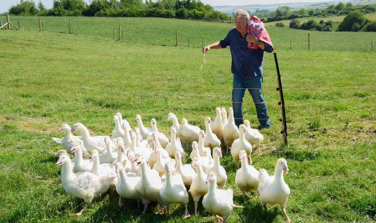 A man herds geese through a field