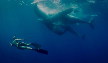 'Viscerally horrific': New killer whale movie trailer unlocks next-level fears for viewers