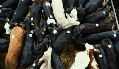 Camera at the Mart: beefing up in Bandon with over 1,000 calves on offer