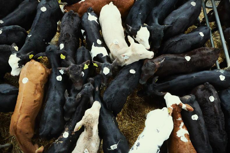 Camera at the Mart: beefing up in Bandon with over 1,000 calves on offer