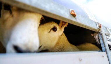 Northern Ireland exports 66,000 more sheep to Britain